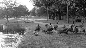 The public pool near Clark