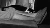 Spinoza on legs
